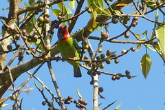 Psilopogon malabaricus