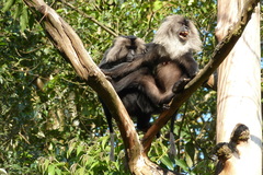 Macaca silenus