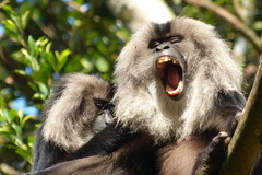 Macaca silenus