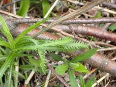 Achillea alpina multiflora