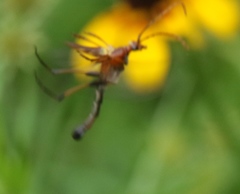 Strangalia virilis