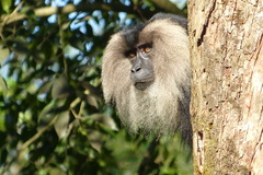 Macaca silenus
