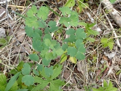 Thalictrum venulosum