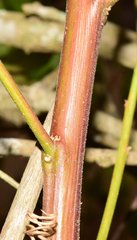 Salpianthus arenarius