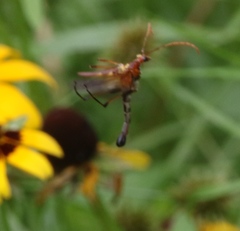Strangalia virilis