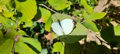 Nepheronia