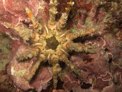 Plococidaris verticillata