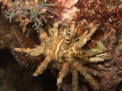 Plococidaris verticillata