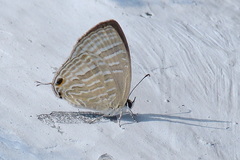 Jamides celeno celeno