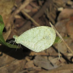 Leptosia alcesta