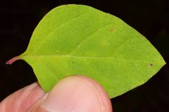 Salpianthus arenarius