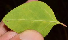 Salpianthus arenarius