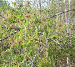 Salpianthus arenarius