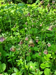 Allium siculum