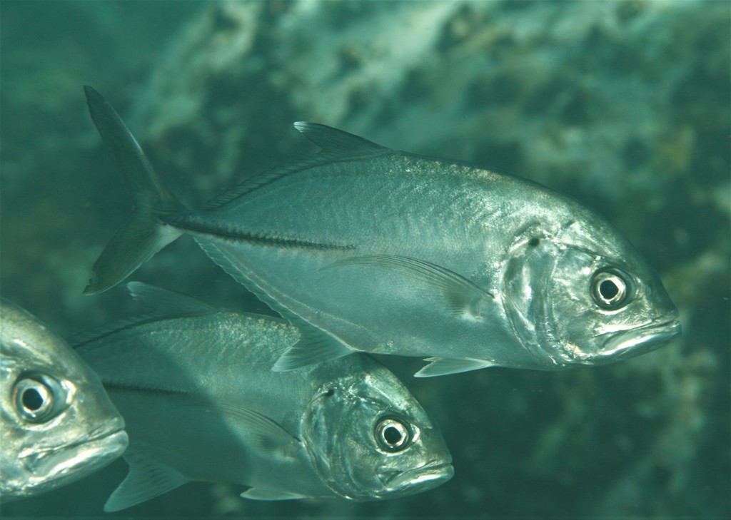 Bigeye Trevally Fishes Of Cabbage Tree Bay Aquatic Reserve Sydney bigeye-trevally-fishes-of-cabbage-tree-bay-aquatic-reserve-sydney