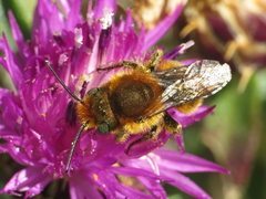 Osmia latreillei