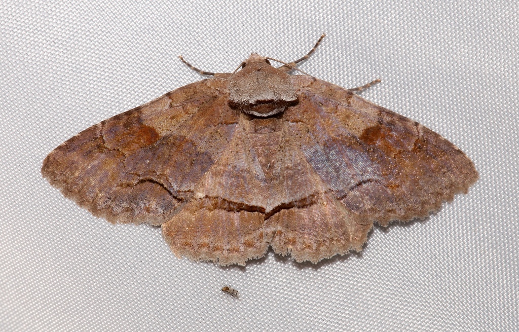 Oblique Zale Moth