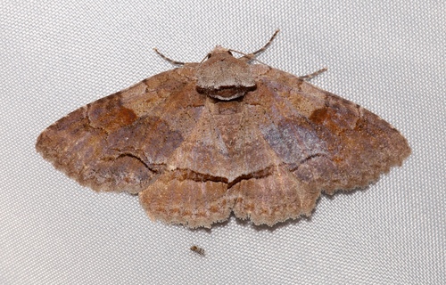 Oblique Zale Moth