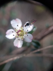 Cotoneaster integrifolius