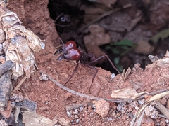 Atta laevigata