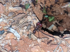 Atta laevigata