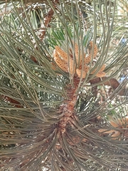 Pinus sylvestris