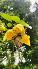 Gmelina philippensis