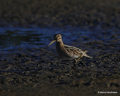 Gallinago magellanica