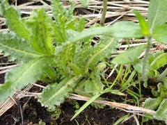Pedicularis lanceolata
