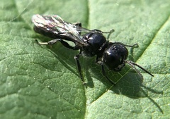 Crossocerus megacephalus