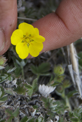 Potentilla subvahliana