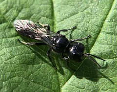 Crossocerus megacephalus