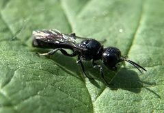 Crossocerus megacephalus