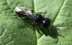 Crossocerus megacephalus