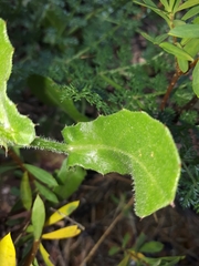 Centaurea polyacantha