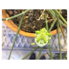 Ceropegia ampliata