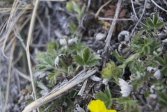 Potentilla subvahliana