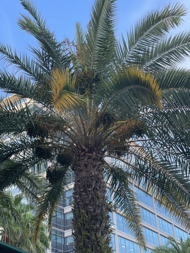 Phoenix dactylifera image