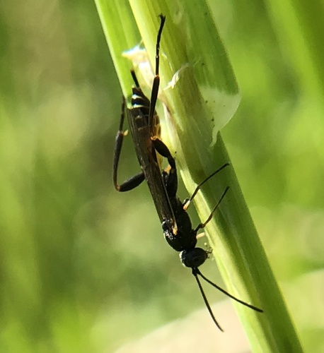 Collyria trichophthalma