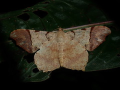 Macaria approximaria