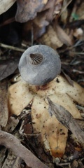 Geastrum pectinatum