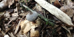 Geastrum pectinatum