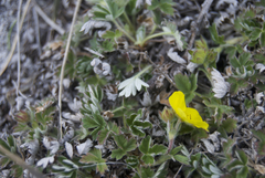 Potentilla subvahliana