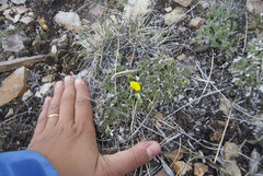 Potentilla subvahliana