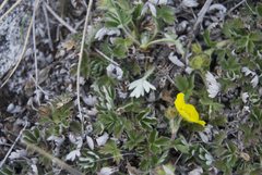 Potentilla subvahliana