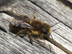 Osmia latreillei