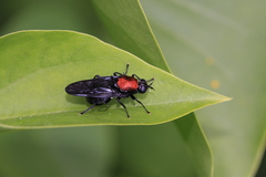 Clitellaria ephippium