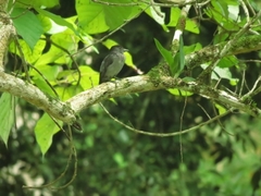 Pachyramphus homochrous