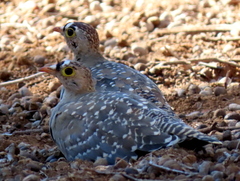 Pterocles bicinctus bicinctus