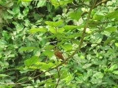 Pachyramphus homochrous